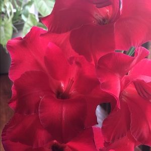 Meet your Posher, Roslyn